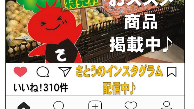 さとうのインスタグラム配信中です♪